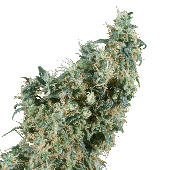 Sensi Seeds First Lady Bud Shot