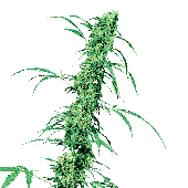 Sensi Seeds Fruity Juice Plant
