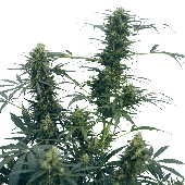 Sensi Seeds Guerrilla's Gusto Plant