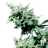 Sensi Seeds Hash Plant