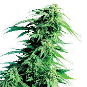 Sensi Seeds Hindu Kush