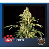 the bulldog jack herer cannabis plant