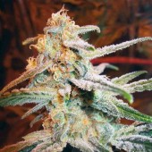 Royal Queen Blue Mistic Bud