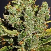Royal Queen Cheese Bud
