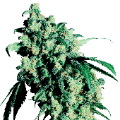 Sensi Seeds Super Skunk Bud
