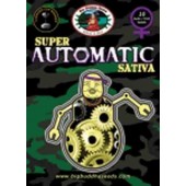 big buddha super automatic sativa cannabis seeds
