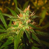 DNA genetics sweet haze cannabis plant