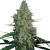 Barneys Farm G13 Haze Feminised 