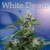 Buddha Seeds White Dwarf Feminised/Regular (Auto)