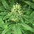 Green House Seeds Bubba Kush Feminised