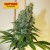 Kiwiseeds Congo Haze Regular or Feminised