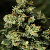 Green House Seeds Jack Herer Feminised