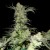 Green House Seeds Kings Kush Feminised