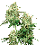 Sensi Seeds Maple Leaf Indica Regular