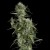 Green House Seeds Neville's Haze Feminised