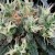 Green House Seeds NL5 Haze Mist Feminised