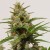 Kiwiseeds Ray's Choice Regular or Feminised