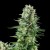 Royal Queen White Widow Feminised