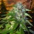 DNA Genetics Sour Cream Feminized