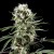 Green House Seeds Super Lemon Haze Feminised