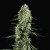 Green House Seeds Super Silver Haze Feminised