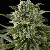 Dinafem Super Critical Haze Feminised