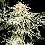 Green House Seeds White Widow Feminised