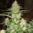 DNA genetics 60 day wonder automatic cannabis seeds