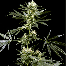 Green House Seeds Arjan's Haze #2 Plant