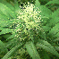 Green House Seeds Alaskan Ice Bud