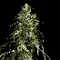 Green House Seeds Arjan's Haze #1 Bud 2