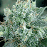Green House Seeds Arjan's Strawberry Haze Bud