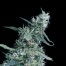Green House Seeds Arjan's Ultra Haze #1 Bud