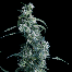 Green House Seeds Arjan's Ultra Haze #2 Bud