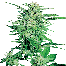 Sensi Seeds Big Bud Plant