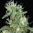 Green House Seeds Big Bang Bud