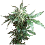 Sensi Seeds Black Domina Plant