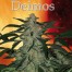 Buddha Seeds Deimos Bud