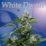 Buddha Seeds White Dwarf Bud