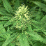 Green House Seeds Bubba Kush Bud