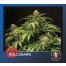 the bulldog bullshark cannabis plant