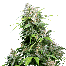 Sensi Seeds California Indica Plant