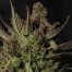 dinafem cheese cannabis bud