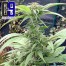 ch9 fg13 cannabis bud