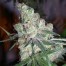 DNA genetics chocolope cannabis seeds