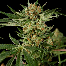 dinafem cloud 9 cannabis bud