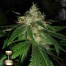 DNA genetics cannabis plant