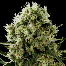 dinafem critical jack cannabis bud