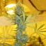 Mr Nice Seeds Critical Haze cannabis seeds