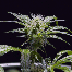 Green House Seeds Damn Sour Bud